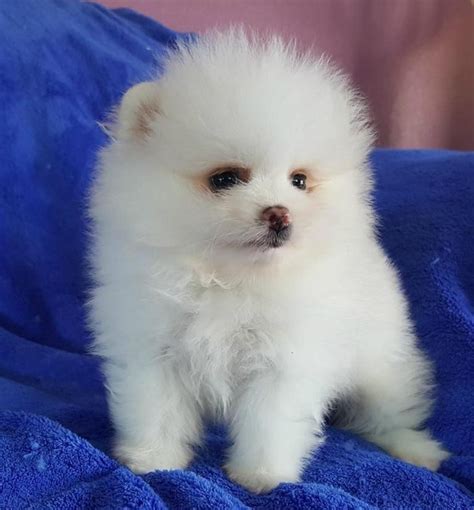 2 Firebrook Poms. . Puppies for sale wilmington nc